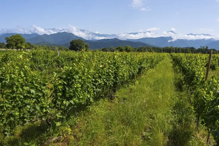 Framed Print : An extensive vineyard with green vegetation and a mountain backdrop under a blue sky with clouds