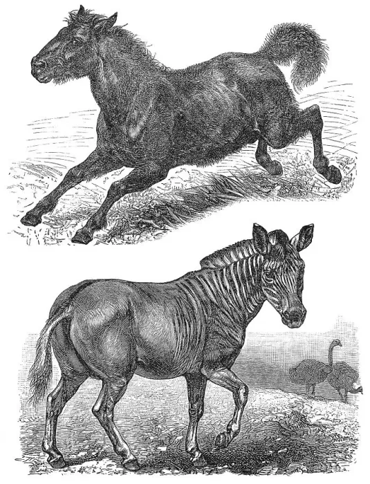 Framed Print : Extinct animals, Quagga (Equus quagga quagga) Framed Print : Extinct animals, Quagga (Equus quagga quagga)
