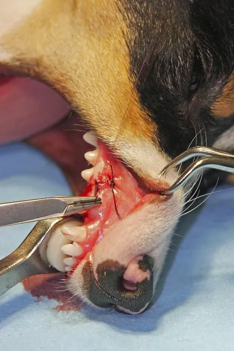 Framed Print : Extraction of a denscaninus, removal of a milk canine Jack Russell Terrier