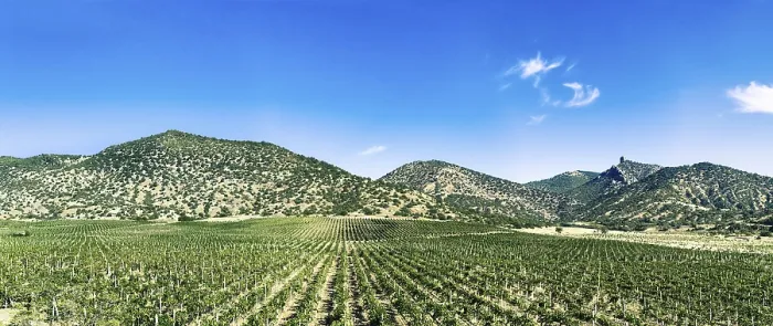 Framed Print : Extrawide panoramic view of vineyard with mountain on background