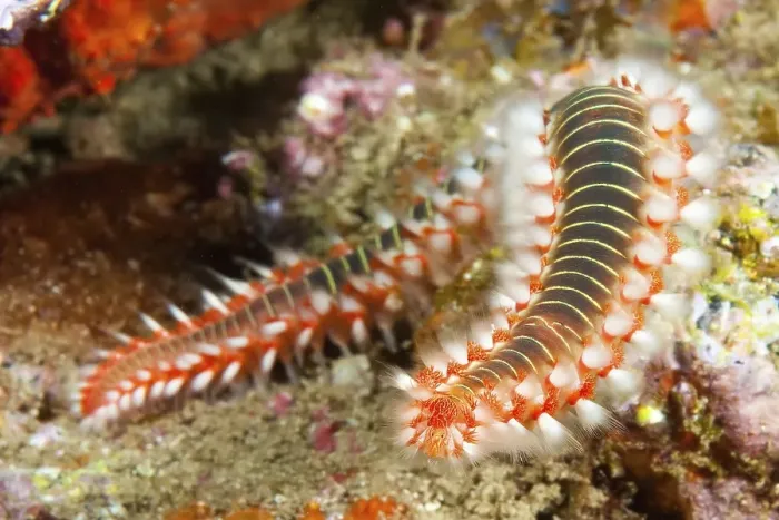 Framed Print : Extreme close-up of fire bristle worm (Hermodice carunculata)