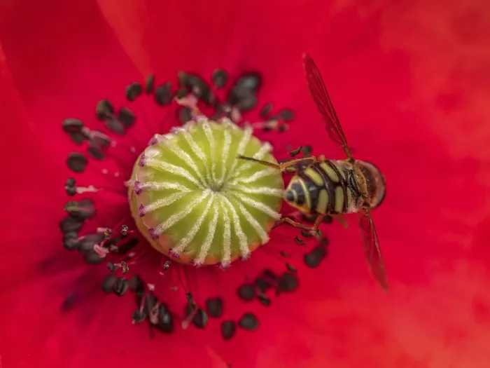Framed Print : Extreme closeup shot of poppy flower receptacle with stames in blossom with a bee pollinating