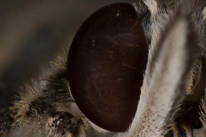 Framed Print : Extreme macro close-up of a butterfly compound eye showing intricate scales