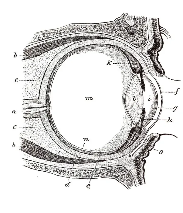 Framed Print : Eye, anatomical illustration