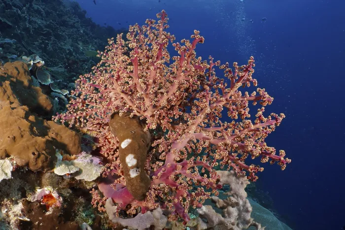 Framed Print : Eye-catching pink coral, Godeffroy's soft coral (Siphonogorgia godeffroyi)