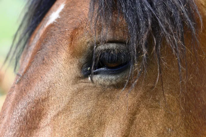 Framed Print : Eye, close-up, riding stable, Piano Grande plain