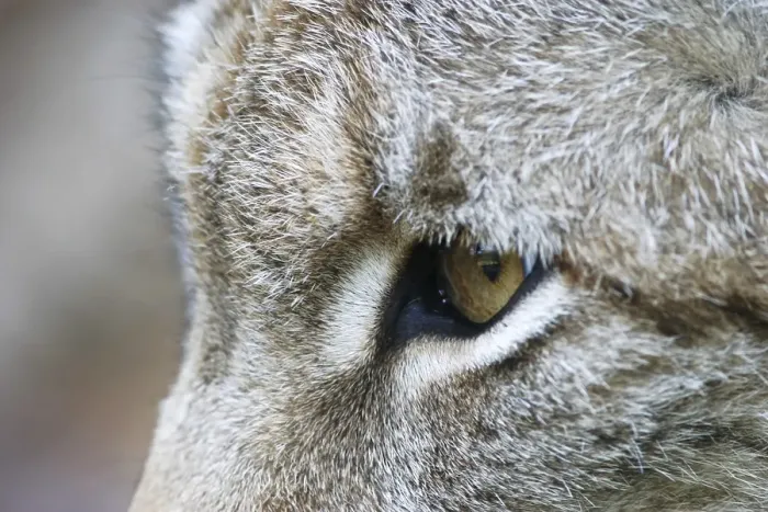 Framed Print : Eye of a european lynx (Lynx lynx), captive