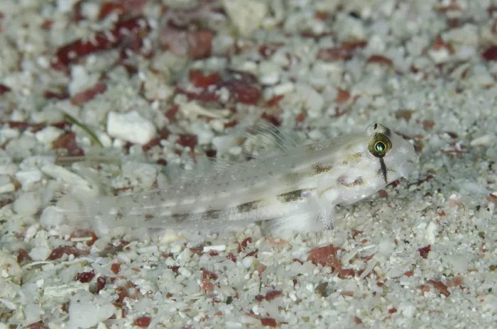 Framed Print : Eye goby Gnatholepsis anjerensis adult