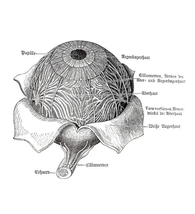 Framed Print : Eyeball, anatomical illustration Framed Print : Eyeball, anatomical illustration