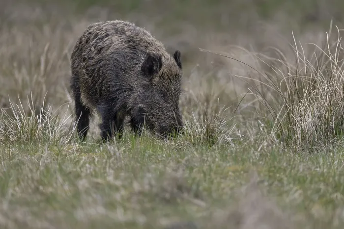 Framed Print : The eyes clearly show that the wild boar (Sus scrofa) Framed Print : The eyes clearly show that the wild boar (Sus scrofa)