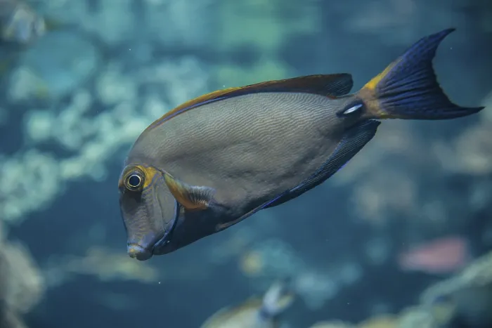 Framed Print : Eyestripe Surgeonfish (Acanthurus dussumieri) Framed Print : Eyestripe Surgeonfish (Acanthurus dussumieri)