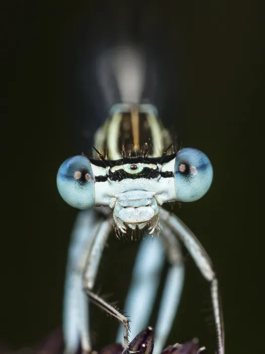 Framed Print : Face of a feather dragonfly (Platycnemis pennipes)