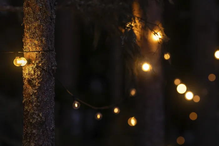 Framed Print : Fairy lights on pine trunks emit warm