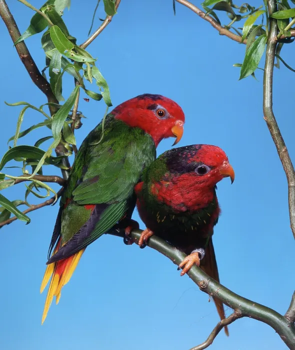 Framed Print : Fairy lorikeets, pair (Charmosyna pulchella)