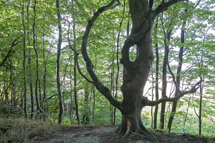 Framed Print : Fairytale-like tree, forest, Daenisch-Nienhof