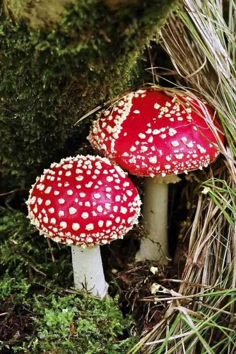 Framed Print : Fairytale toadstool (Amanita muscaria) in autumn in the forest Framed Print : Fairytale toadstool (Amanita muscaria) in autumn in the forest