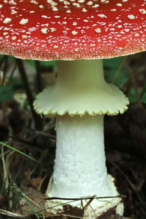 Framed Print : Fairytale toadstool (Amanita muscaria) in autumn in the forest