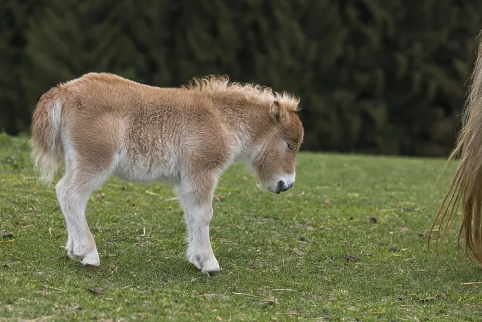Framed Print : Falabella foal, The Falabella (Equus ferus caballus) is the smallest horse at all