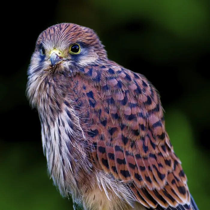 Framed Print : A falcon with lively feather patterns looks attentively into the camera Framed Print : A falcon with lively feather patterns looks attentively into the camera