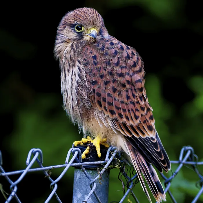 Framed Print : Falcon sitting on a fence, attentively observing the surroundings