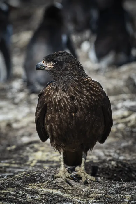 Framed Print : Falkland caracara (Phalcoboenus australis)