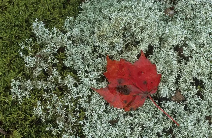 Framed Print : Fall coloured maple leave on mosses Framed Print : Fall coloured maple leave on mosses