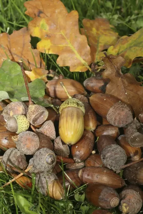 Framed Print : Fall forest floor: Acorns and oak leaves (Quercus robur)