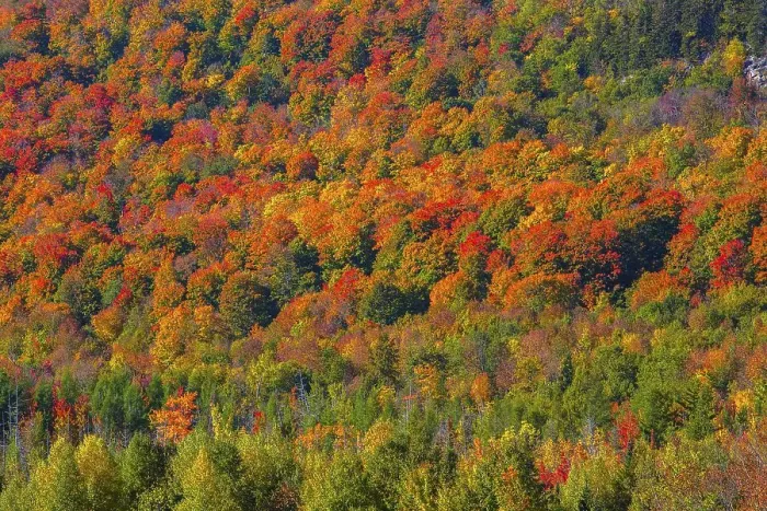Framed Print : Fall forest, Indian Summer, Eastern Townships Framed Print : Fall forest, Indian Summer, Eastern Townships