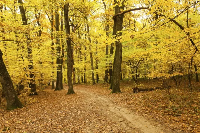 Framed Print : Fall forest and path way between the trees Framed Print : Fall forest and path way between the trees