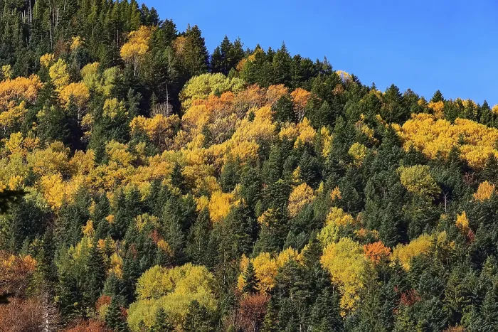 Framed Print : Fall mountain forest, autumn colorful trees texture background and blue sky Framed Print : Fall mountain forest, autumn colorful trees texture background and blue sky