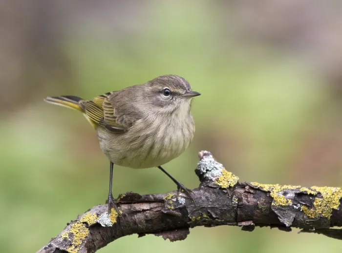 Framed Print : A fall-plumage Palm Warbler, Setophaga palmarum
