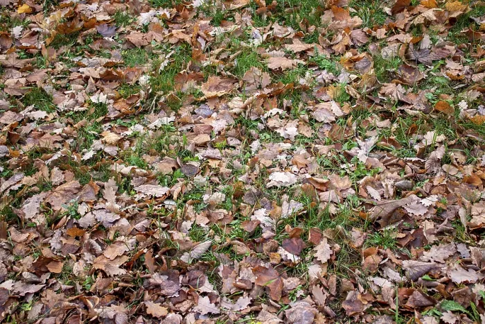 Framed Print : Fallen autumn leaves lie on the grass Framed Print : Fallen autumn leaves lie on the grass