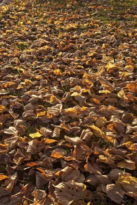 Framed Print : Fallen autumnal leaves of a Large-leaved Lime (Tilia platyphyllos)