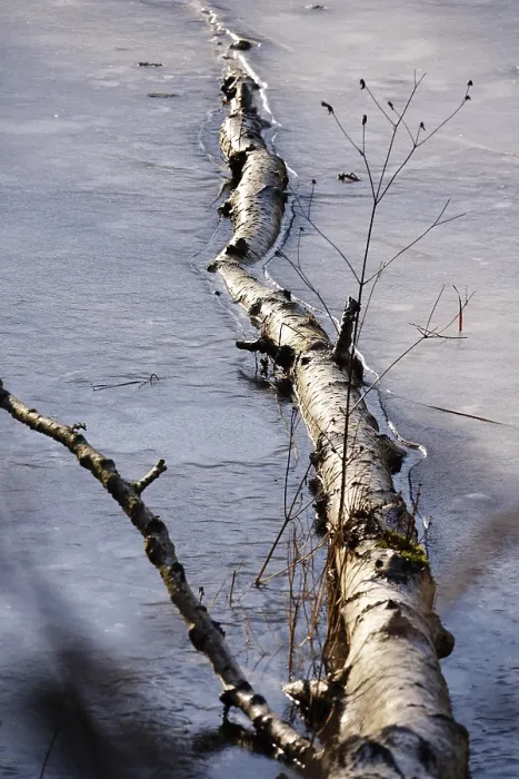 Framed Print : Fallen birch, ice, winter, Germany
