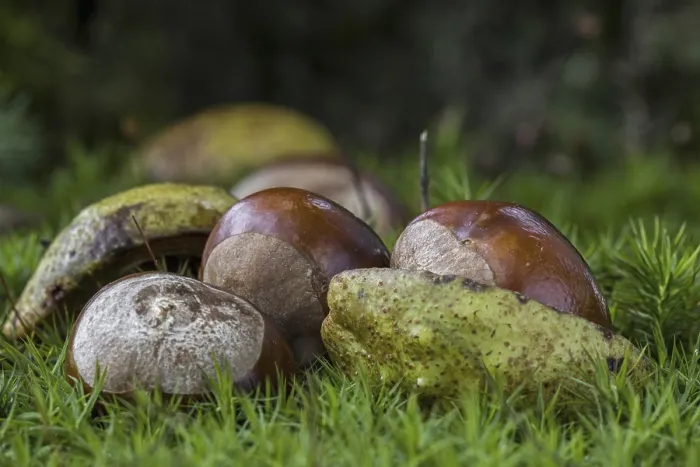 Framed Print : Fallen conkers, horse-chestnuts (Aesculus hippocastanum) from the horse-chestnut tree Framed Print : Fallen conkers, horse-chestnuts (Aesculus hippocastanum) from the horse-chestnut tree