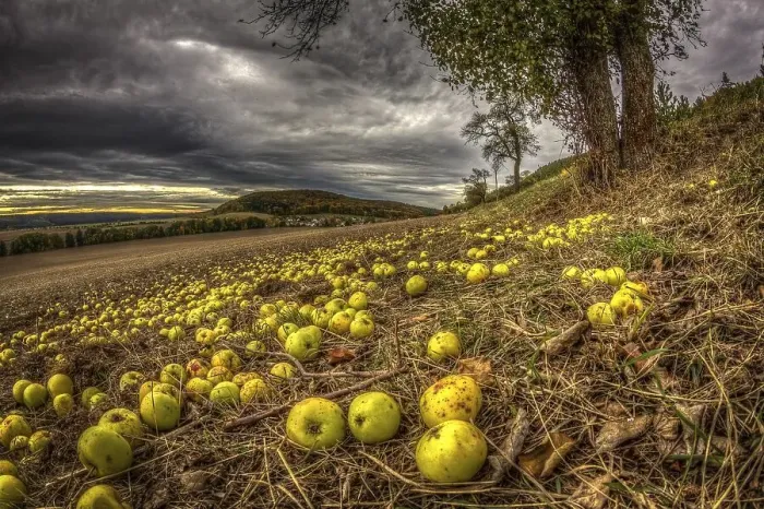 Framed Print : Fallen fruit in autumn, apples