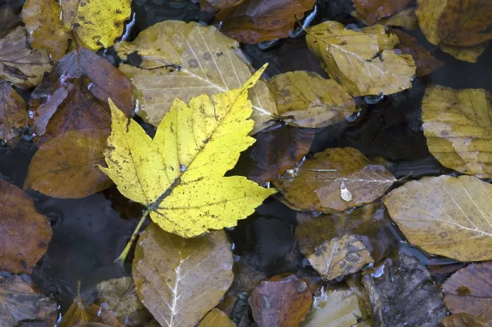 Framed Print : Fallen sycamore (Acer pseudoplatanus) leaf floating in pond among beech leaves (Fagus sylvatica) in autumn colours