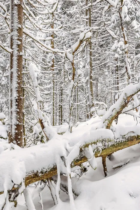 Framed Print : Fallen tree in a old growth forest with deep snow Framed Print : Fallen tree in a old growth forest with deep snow