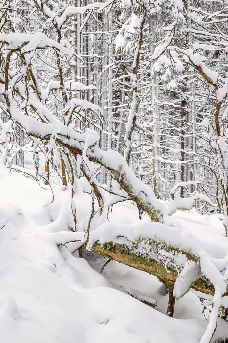 Framed Print : Fallen tree in a snowy old growth forest a cold winter day Framed Print : Fallen tree in a snowy old growth forest a cold winter day