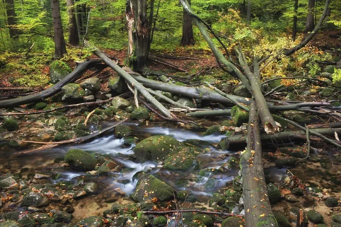 Framed Print : Fallen trees after the storm on a stream in the mountain autumn forest