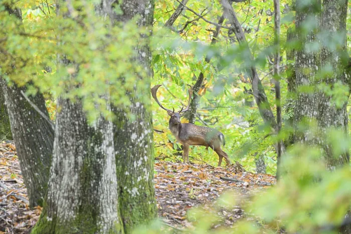 Framed Print : A fallow deer camouflaged within the green autumn forest