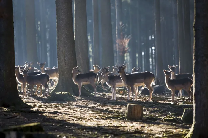 Framed Print : Fallow deer (Dama dama), Bavaria, Germany