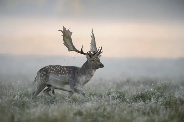 Framed Print : Fallow deer (Dama dama) buck, mist Framed Print : Fallow deer (Dama dama) buck, mist