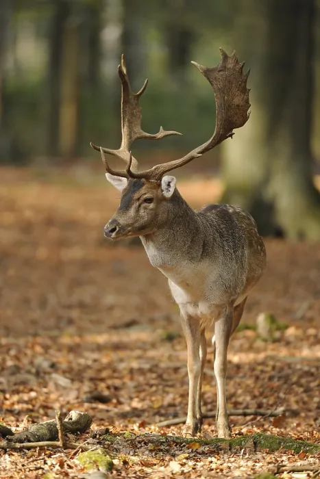 Framed Print : Fallow Deer (Dama dama), buck, standing in the forest