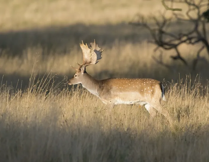 Framed Print : Fallow Deer (Dama dama), Denmark, Europe