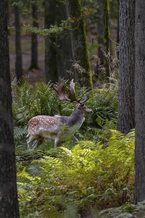 Framed Print : A fallow deer (Dama dama) directly in front of the main rutting site recognisable in the background