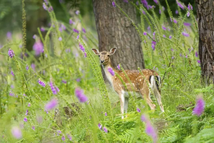 Framed Print : Fallow deer (Dama dama) doe standing in middle of Common foxglove (digitalis purpurea) blossoms in summer