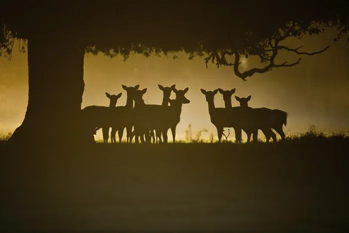 Framed Print : Fallow Deer (Dama dama), does, group silhouetted under tree at dawn