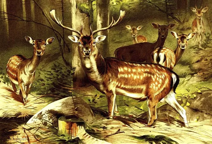Framed Print : Fallow deer (Dama dama), Fallow deer Framed Print : Fallow deer (Dama dama), Fallow deer