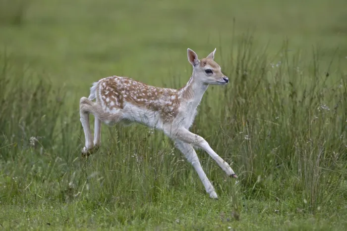 Framed Print : Fallow Deer (Dama dama), fawn, running